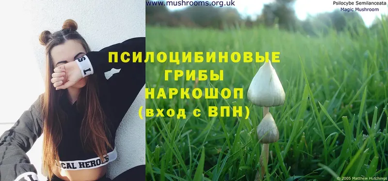 где найти наркотики  нарко площадка какой сайт  Псилоцибиновые грибы MAGIC MUSHROOMS  Знаменск 